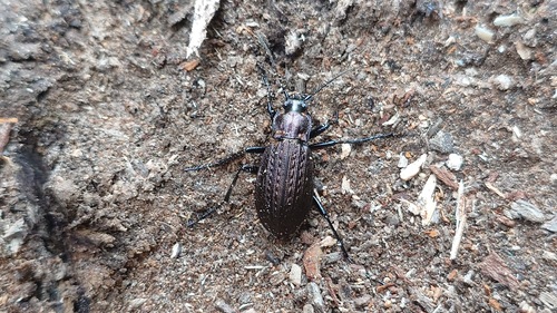 Granulated Ground Beetle