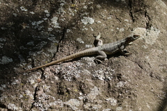 Oplurus quadrimaculatus