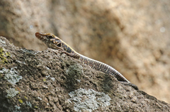 Zonosaurus madagascariensis