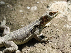 Oplurus quadrimaculatus