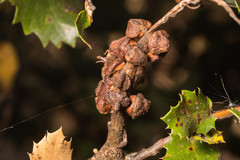 Disholandricus chrysolepidis