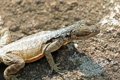 Oplurus grandidieri