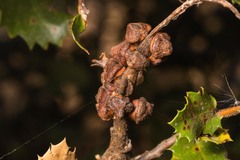 Disholandricus chrysolepidis