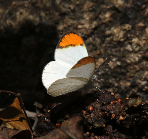 Colotis evanthe