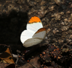 Colotis evanthe evanthe