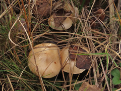 Pholiota lenta