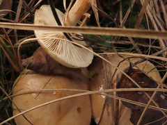 Pholiota lenta