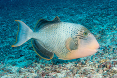 Pseudobalistes flavimarginatus