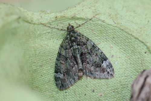 Red-green Carpet, 7213 Gorssel, Nederland, photo 7 of 10