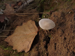 Strobilurus conigenus