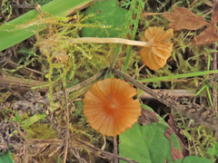 Galerina graminea