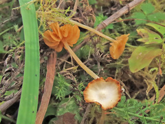 Galerina graminea