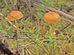 Galerina graminea