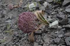 Allium karataviense
