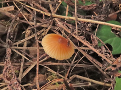 Macrocystidia cucumis