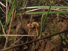 Macrocystidia cucumis