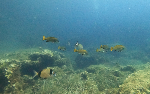 Sciaena umbra