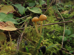 Galerina graminea