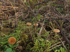 Galerina graminea