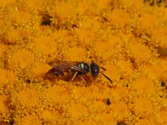Philanthus triangulum diadema