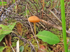Galerina graminea