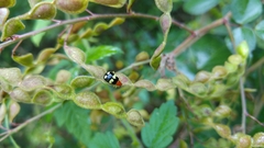 Gynandrobrotica lepida