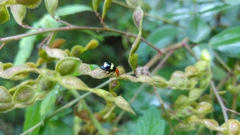Gynandrobrotica lepida