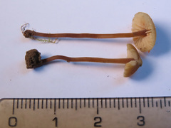 Macrocystidia cucumis