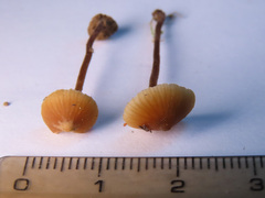 Macrocystidia cucumis