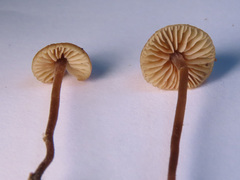 Macrocystidia cucumis