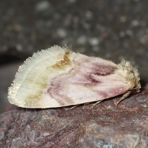 Chamaeclea pernana photo 3