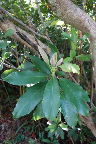 Rhaphiolepis deflexa
