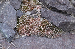 Orostachys thyrsiflora