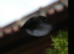 Lonchura leucogastroides