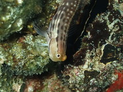 Ecsenius yaeyamaensis