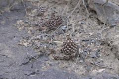 Orostachys thyrsiflora