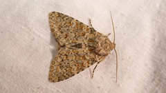 Polymixis flavicincta