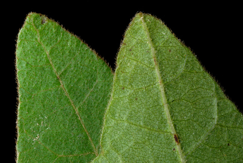 Atlantic poison oak (Toxicodendron pubescens)