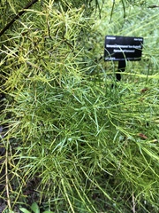 Vernonia lettermannii