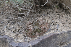 Orostachys thyrsiflora