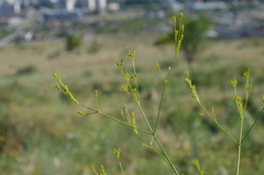Galagania tenuisecta