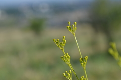 Galagania tenuisecta