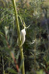 Galagania tenuisecta