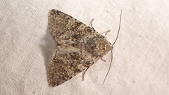 Polymixis xanthomista