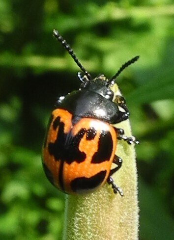 Swamp Milkweed Leaf Beetle photo 4