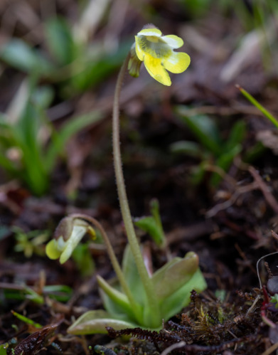 Pinguicula gongshanensis J.Sun ter, Y.L.Wen & R.Li