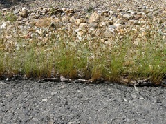 Bulbostylis capillaris