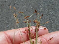 Bulbostylis capillaris