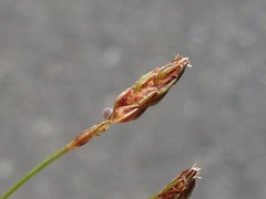 Bulbostylis capillaris