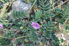 Tephrosia obovata